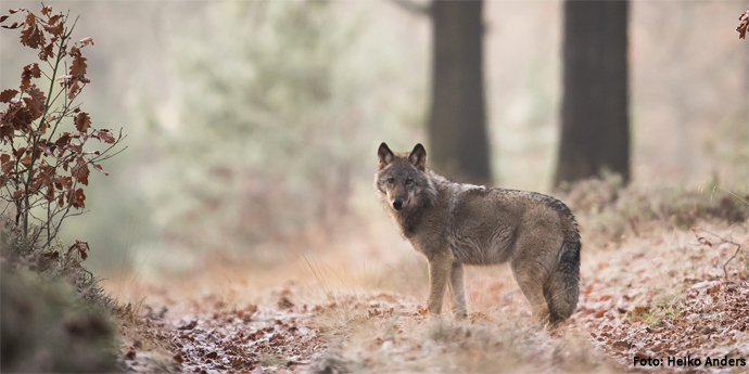 Wolf im Herbstwald