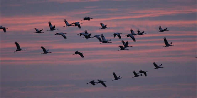 Kranichzug - Foto: Tom Dove