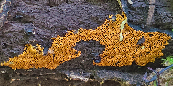 Schleimpilz "Hemitrichia serpula", Foto: Geib